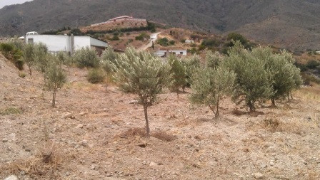Land Estepona