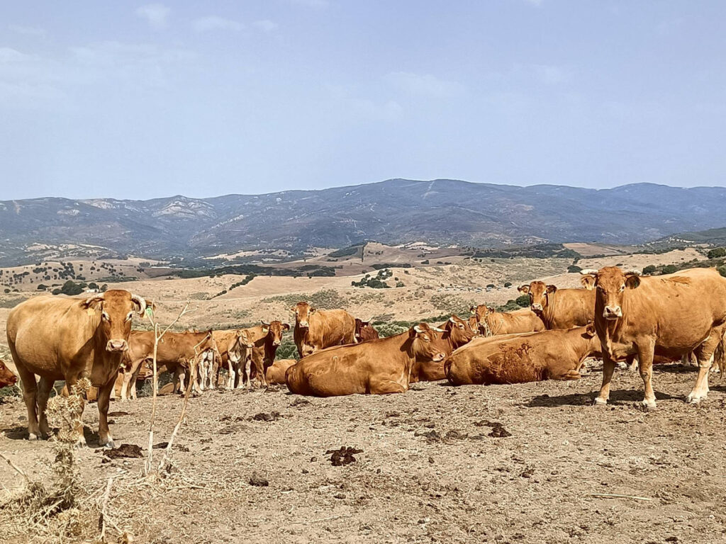 Farm Gaucín