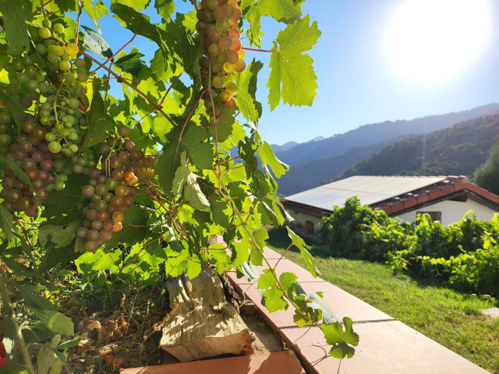 Finca – Cortijo Genalguacil